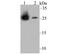 Carbonic anhydrase 2 antibody, NBP2-76974, Novus Biologicals, Western Blot image 