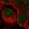 Zinc Finger Protein 524 antibody, HPA050981, Atlas Antibodies, Immunofluorescence image 