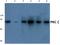 Protein Kinase C Zeta antibody, AP06565PU-N, Origene, Western Blot image 