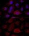 Ribosomal Protein L21 antibody, GTX66241, GeneTex, Immunofluorescence image 