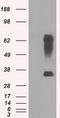 Ring Finger Protein 144B antibody, TA500699, Origene, Western Blot image 