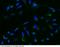 Granulin Precursor antibody, 10826-MM02, Sino Biological, Immunocytochemistry image 
