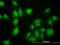 MAP kinase-interacting serine/threonine-protein kinase 1 antibody, LS-B5435, Lifespan Biosciences, Immunofluorescence image 