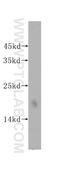 Methylmalonyl-CoA Epimerase antibody, 16499-1-AP, Proteintech Group, Western Blot image 