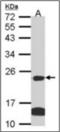 Serine/threonine-protein kinase Nek4 antibody, orb73762, Biorbyt, Western Blot image 