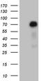 ZFP37 Zinc Finger Protein antibody, TA810217, Origene, Western Blot image 