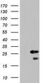 Sperm surface protein Sp17 antibody, CF804293, Origene, Western Blot image 
