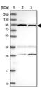 Telomere Maintenance 2 antibody, PA5-59583, Invitrogen Antibodies, Western Blot image 