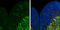 Mitogen-Activated Protein Kinase Kinase Kinase 12 antibody, GTX124127, GeneTex, Immunohistochemistry frozen image 