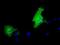 Membrane Palmitoylated Protein 3 antibody, NBP2-02659, Novus Biologicals, Immunocytochemistry image 