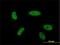 Protein atonal homolog 1 antibody, H00000474-M06, Novus Biologicals, Immunofluorescence image 