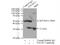 Exosome Component 2 antibody, 14805-1-AP, Proteintech Group, Immunoprecipitation image 
