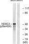 Histone Deacetylase 3 antibody, LS-C199041, Lifespan Biosciences, Western Blot image 
