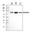 Ribosomal Protein S6 Kinase A4 antibody, A05545-2, Boster Biological Technology, Western Blot image 