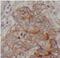 Keratin 19 antibody, FNab02209, FineTest, Immunohistochemistry frozen image 