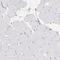 Membrane-associated progesterone receptor component 1 antibody, HPA002877, Atlas Antibodies, Immunohistochemistry frozen image 