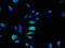 ADP Ribosylation Factor Like GTPase 6 Interacting Protein 5 antibody, LS-C396188, Lifespan Biosciences, Immunofluorescence image 