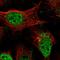 Intraflagellar transport protein 140 homolog antibody, NBP2-14116, Novus Biologicals, Immunofluorescence image 