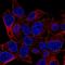 Plakophilin 4 antibody, HPA070648, Atlas Antibodies, Immunofluorescence image 