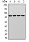 Cytochrome C, Somatic antibody, orb388560, Biorbyt, Western Blot image 