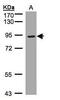 LDL Receptor Related Protein 12 antibody, PA5-21956, Invitrogen Antibodies, Western Blot image 
