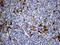 Ubiquitin Protein Ligase E3B antibody, CF806725, Origene, Immunohistochemistry frozen image 