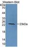 IL-6 antibody, LS-C418437, Lifespan Biosciences, Western Blot image 