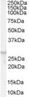 Free fatty acid receptor 1 antibody, TA303026, Origene, Western Blot image 