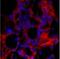 Collagen Type I Alpha 1 Chain antibody, PA5-35380, Invitrogen Antibodies, Immunofluorescence image 