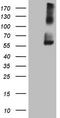 Inducible T Cell Costimulator Ligand antibody, TA808594S, Origene, Western Blot image 