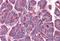 Platelet-activating factor acetylhydrolase IB subunit alpha antibody, orb18389, Biorbyt, Immunohistochemistry paraffin image 