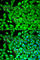 Fructose-Bisphosphatase 1 antibody, A5406, ABclonal Technology, Immunofluorescence image 