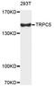 Transient Receptor Potential Cation Channel Subfamily C Member 5 antibody, abx136007, Abbexa, Western Blot image 
