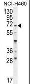 FUT5 antibody, LS-C166282, Lifespan Biosciences, Western Blot image 
