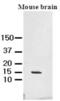 Fatty Acid Binding Protein 7 antibody, GTX50031, GeneTex, Western Blot image 