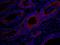 MAP kinase-activating death domain protein antibody, IHC-00621, Bethyl Labs, Immunohistochemistry frozen image 
