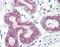 60S ribosomal protein L31 antibody, orb96578, Biorbyt, Immunohistochemistry paraffin image 