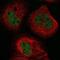 BTB Domain Containing 8 antibody, NBP1-89429, Novus Biologicals, Immunofluorescence image 