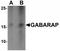 GABA Type A Receptor-Associated Protein antibody, TA319834, Origene, Western Blot image 