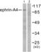Ephrin-A4 antibody, abx013067, Abbexa, Western Blot image 