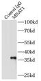 CDK-activating kinase assembly factor MAT1 antibody, FNab05252, FineTest, Immunoprecipitation image 