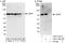 La Ribonucleoprotein Domain Family Member 7 antibody, A303-723A, Bethyl Labs, Immunoprecipitation image 