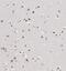 Integrator Complex Subunit 7 antibody, FNab04364, FineTest, Immunohistochemistry frozen image 
