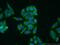 S100 Calcium Binding Protein A10 antibody, 11250-1-AP, Proteintech Group, Immunofluorescence image 