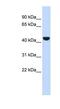 Keratin 19 antibody, NBP1-53204, Novus Biologicals, Enzyme Linked Immunosorbent Assay image 