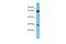 Family With Sequence Similarity 227 Member B antibody, PA5-43959, Invitrogen Antibodies, Western Blot image 