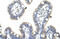 NFKB Inhibitor Beta antibody, 28-110, ProSci, Immunohistochemistry frozen image 