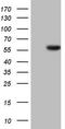HNF-4-alpha antibody, LS-C790960, Lifespan Biosciences, Western Blot image 