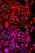 Testis Associated Actin Remodelling Kinase 2 antibody, A7460, ABclonal Technology, Immunofluorescence image 
