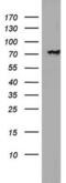 Poly(A)-Specific Ribonuclease antibody, MA5-26543, Invitrogen Antibodies, Western Blot image 